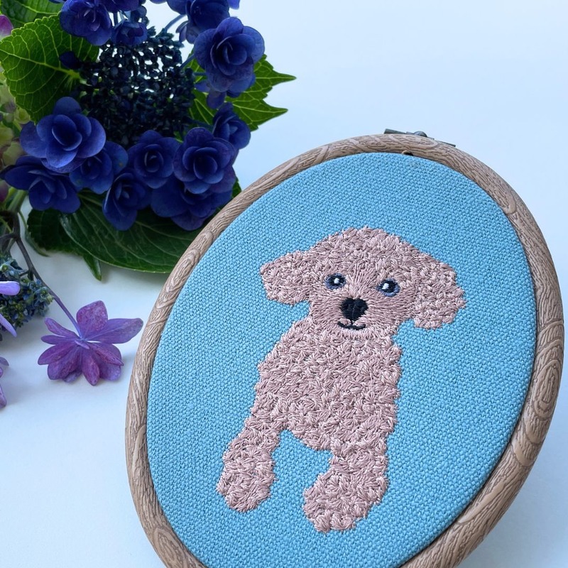 くるくるカールヘアのトイプードル